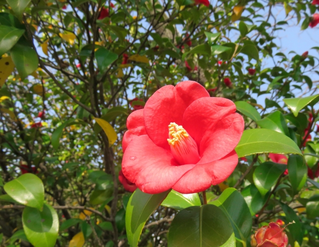 椿について徹底解説！その特徴と魅力 - エクスショップコラム