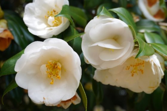 椿について徹底解説！その特徴と魅力 - エクスショップコラム