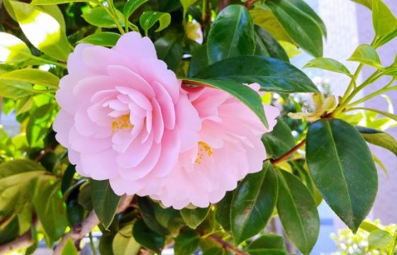 椿について徹底解説！その特徴と魅力 - エクスショップコラム