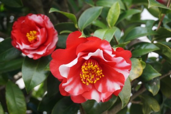 椿について徹底解説！その特徴と魅力 - エクスショップコラム