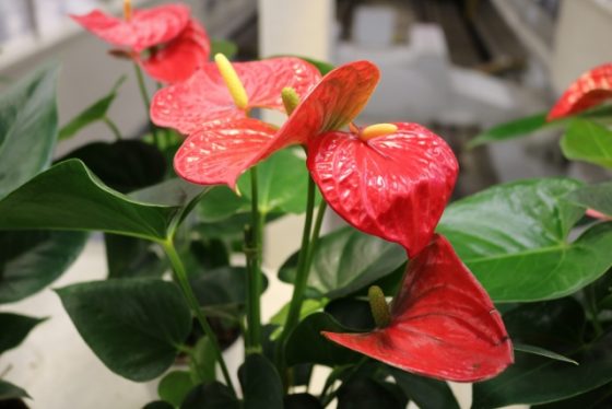 �A���X���E��