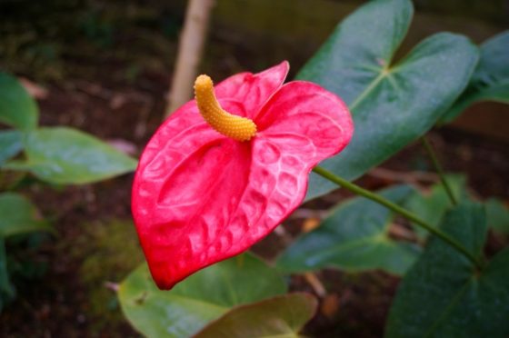 �A���X���E��