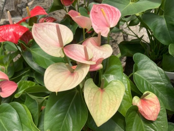 �A���X���E��