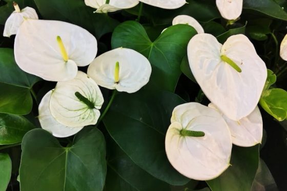 �A���X���E��