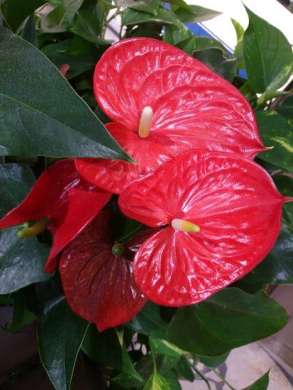 �A���X���E��