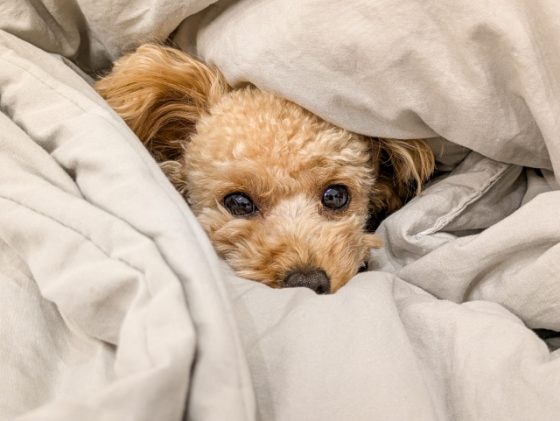 犬
