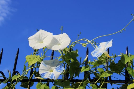 白いあさがお