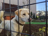 フェンスの向こうに犬