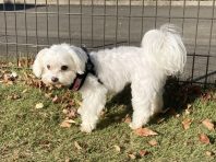 フェンス　犬