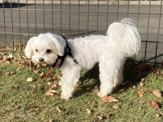 フェンス 犬
