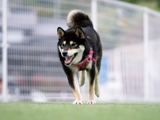 フェンス 犬