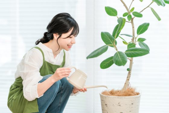 観葉植物