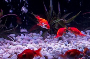 砂利を水槽に入れて雰囲気を華やかに！