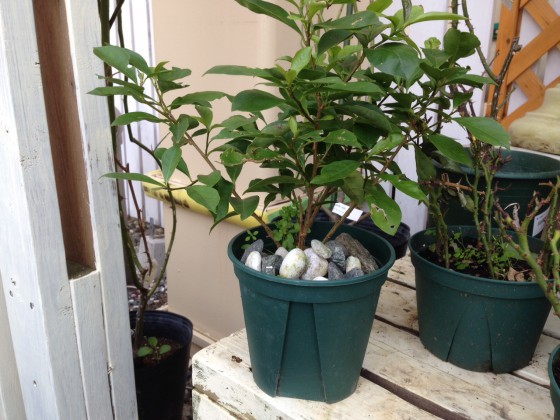 砂利を植木鉢に入れて彩り豊かに！
