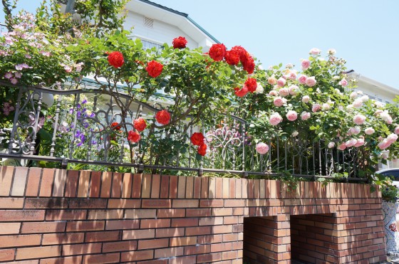 植栽と鋳物のフェンスの相性はやっぱり抜群ですね。
