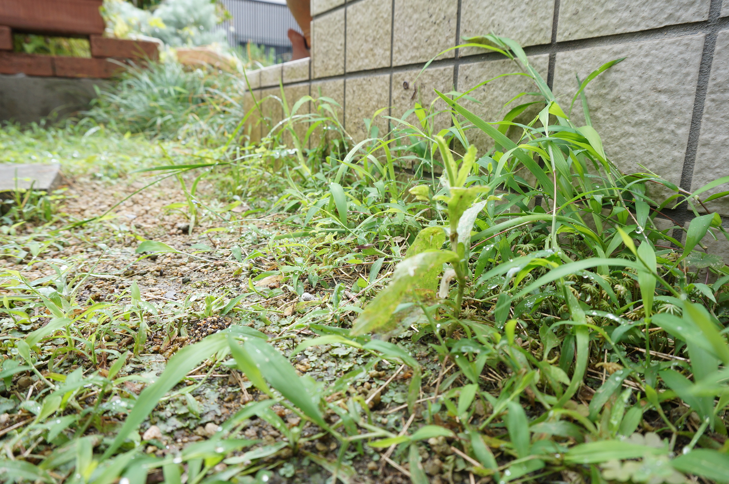 実験調査 本当に防草シートは効果があるのか エクステリアのある暮らしブログ