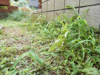 雑草だらけのお庭で印象が台無しに…