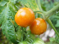 もう少しで色づき、収穫の時期を迎えるプチトマト。息子のリクエストで植えたトマトです。