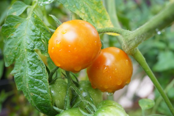 もう少しで色づき、収穫の時期を迎えるプチトマト。息子のリクエストで植えたトマトです。