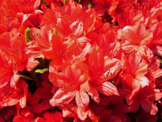 山ツツジ山ツツジ