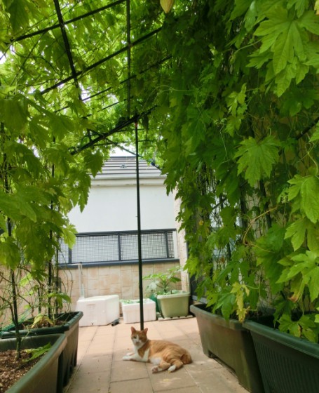 グリーンカーテンと猫