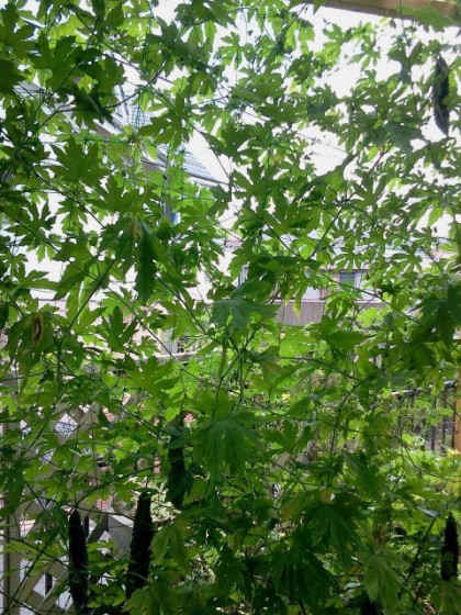 ゴーヤーは比較的育てやすい植物。