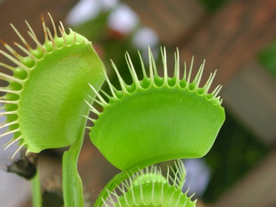 イエソトブログ 不気味かわいい 食虫植物の魅力 エクステリアのある暮らしブログ