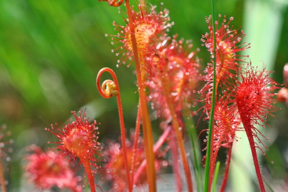 食虫植物 モウセンゴケ