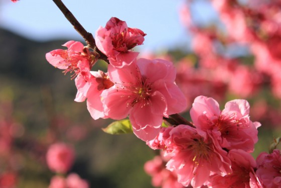イエソトブログ 梅 桃 桜の見分け方 エクステリアのある暮らしブログ イエソトブログ 梅 桃 桜の見分け方 エクステリアのある暮らしブログ