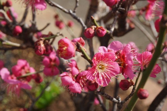 イエソトブログ 梅 桃 桜の見分け方 エクステリアのある暮らしブログ イエソトブログ 梅 桃 桜の見分け方 エクステリアのある暮らしブログ