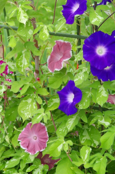 朝顔でグリーンカーテン