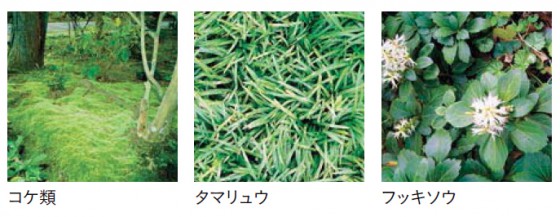 芝生の他、コケやタマリュウなどのグランドカバーも人気です。