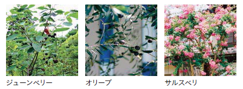 シンボルツリーとして人気の植物。