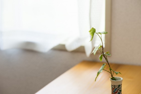 ガーデニングや室内の観葉植物としても人気のアイビー。ペットには危険な場合もあるので注意が必要です。