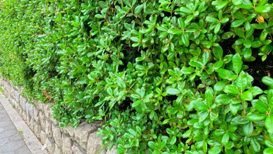 手入れが行き届いた美しい生垣