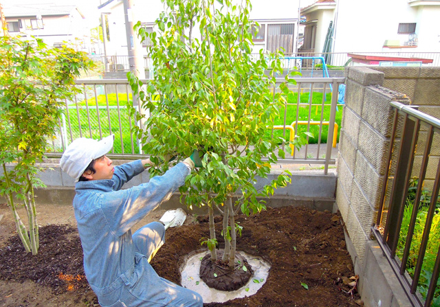 一年中葉が落ちない木！目隠し＆フェンスとの相性良し - エクステリア