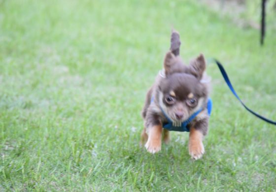 みときち　オープンカーの探偵犬　階段のある風景 みときち オープンカーの探偵犬 階段のある風景 みときち オープンカー