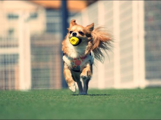 フェンスDIYでドッグラン！メッシュと支柱とブロックで犬と楽しもう