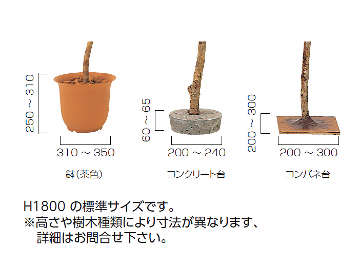 ぶなの木 高さ1500mm グローベン 植栽ならエクスショップ