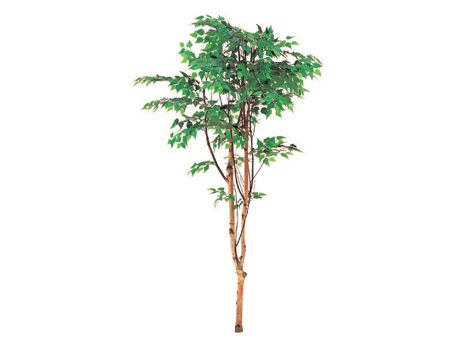 白樺(1本立) 高さ1800mm-グローベン - 植栽ならエクスショップ