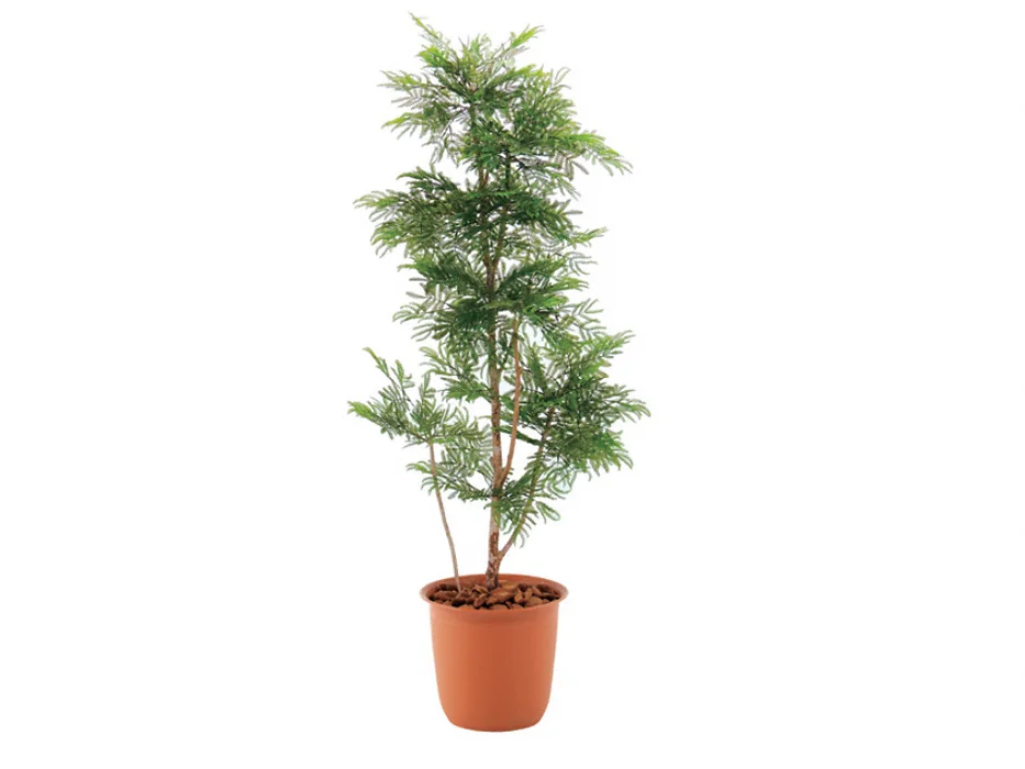 エバーフレッシュ（高さ140㎝） エバーフレッシュ 観葉植物 室内用 超大型