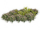 ユニマットリックの植栽 斑入りの葉が華やぐナチュラルセット画像2