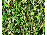 jIrY̐lH [^[t 25 for Garden