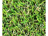 jIrY̐lH [^[t AIR for Garden