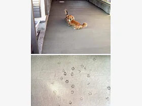 �_�ސ쌧������s�̂̃e���X���� �y�ԑł��H���ꎮ �{�H��