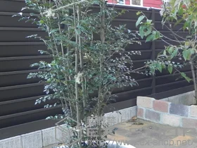 LIXIL NV(TOEX)̃tFXEE Tj[u[YtFXA^ Ԏd؂^Cv {H