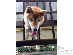 YKKAP�̃t�F���X�E��E�� �G�N�X���C���t�F���X20�^ ���R���d�l �{�H��