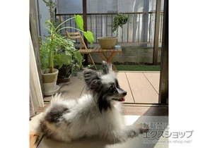 Value Select�̃E�b�h�f�b�L �}�[�W�E�b�h�f�b�L �{�H��