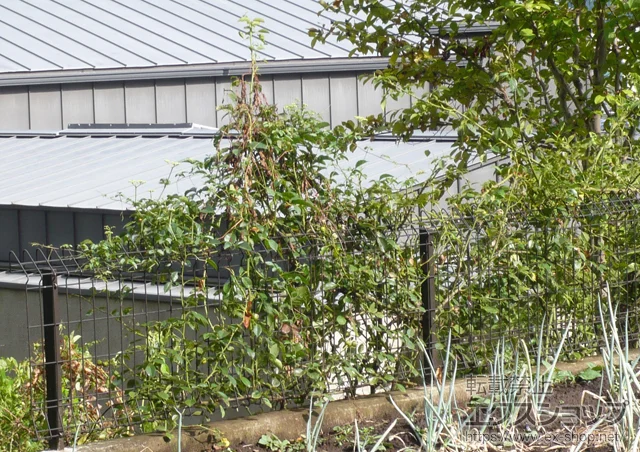 ss̐ϐ(ZLXC)̃tFXEE bVtFX G10-R R {H