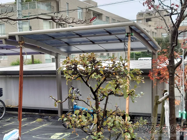 saJLIXIL(NV)̃TCN|[gE]Ԓu lXJR~j (EhX^C) ϐ`20cmΉ {H